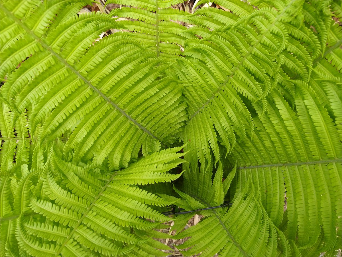UoSMedia's tweet photo. Scientists at the University of Southampton have discovered that the evolution of land plants caused a sudden shift in the composition of Earth’s continents.

Read more 👉 https://t.co/FR6UHIFWoJ

Read full paper by @TMGernon and team in @NatureGeosci 👉 https://t.co/LedWerjG08 https://t.co/s6oQ1n9l7K