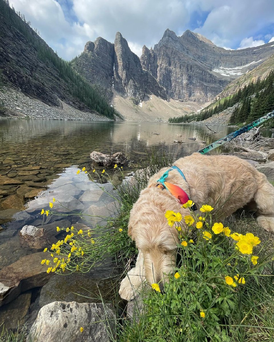 banfflakelouise's tweet photo. Welcome to the August edition of #DogsOfBanff 🐶 Our four-legged friends were hiking, watching sunrise, celebrating Banff Doghouse's 5-year anniversary, and just enjoying Banff!

📸: lucy_the_bullterrier | winston_inthe_city | otis_the_aussiecollie | nylo.bear / IG

#MyBanff https://t.co/woC3J4GKKA