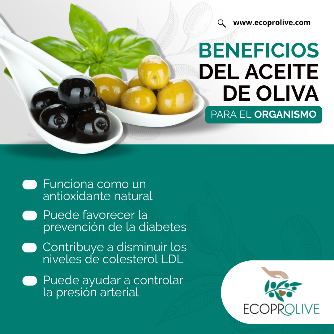 EcoPROLIVE's tweet photo. Dicen que el aceite de oliva es bueno para la salud. ¿Pero por qué? Te lo contamos abajo ⬇️ https://t.co/s8YMGu0UAn