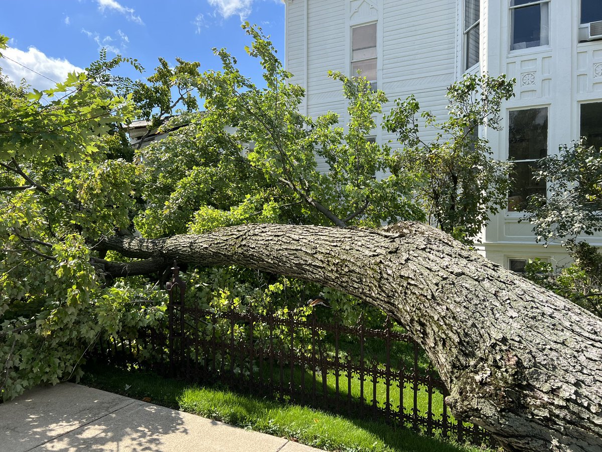 LowellHamrick's tweet photo. @NWSIWX more storm damage from Monday 8/29/22. Defiance Ohio Juliet Street at Jefferson Avenue. 7.2 foot diameter tree https://t.co/SdJLksrp6T
