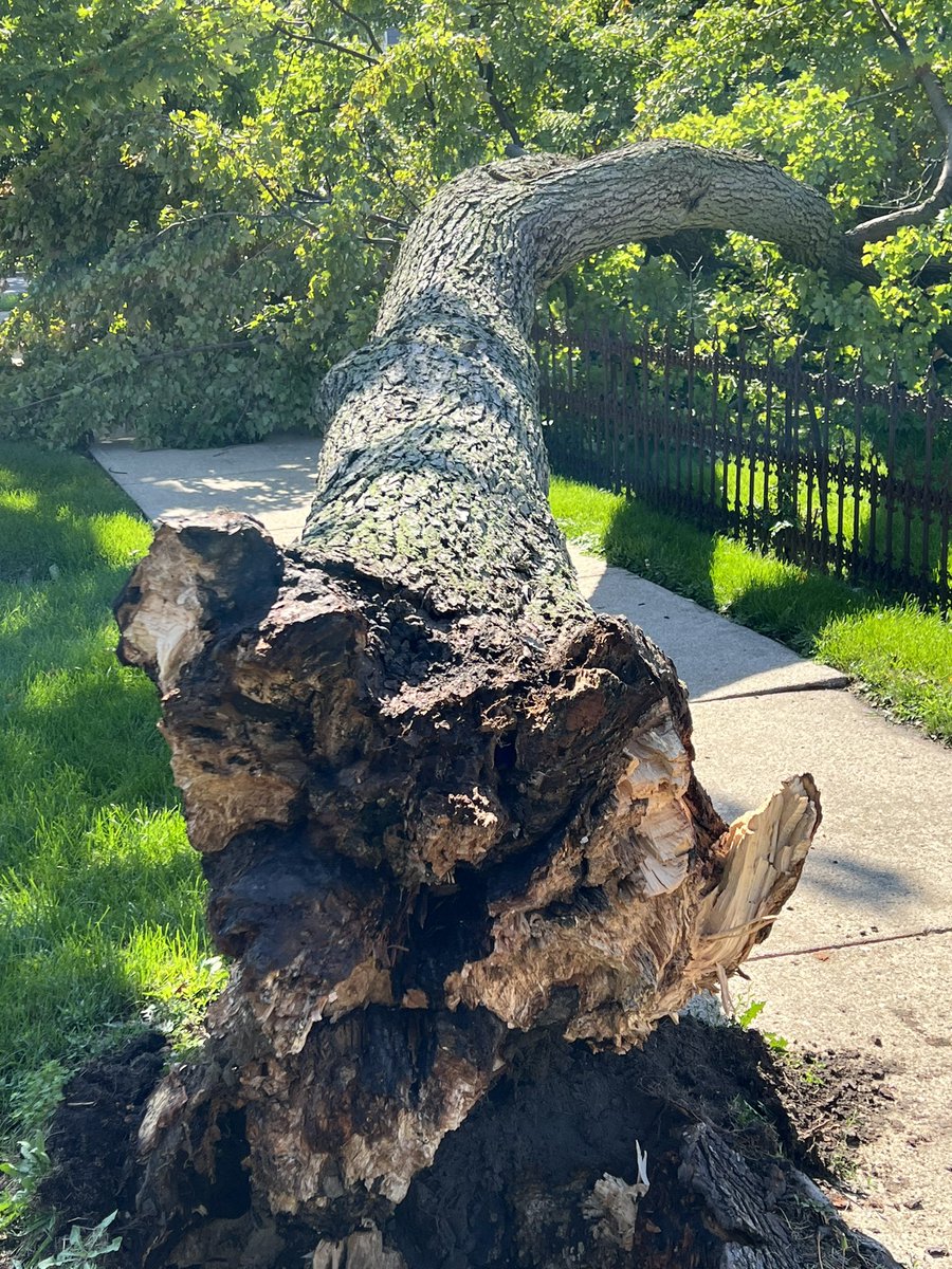 LowellHamrick's tweet photo. @NWSIWX more storm damage from Monday 8/29/22. Defiance Ohio Juliet Street at Jefferson Avenue. 7.2 foot diameter tree https://t.co/SdJLksrp6T