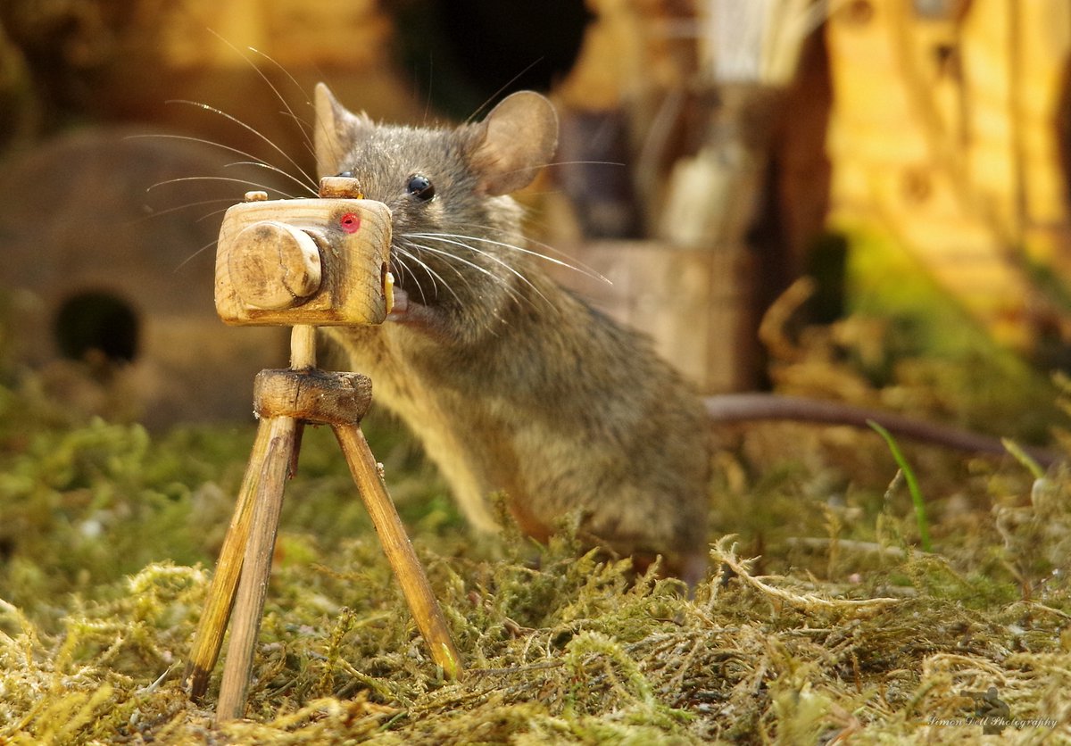 simon_dell_tog's tweet photo. Ok hold still every one mouse wants to take your photo .
Say cheese . https://t.co/0hEruRoCtl