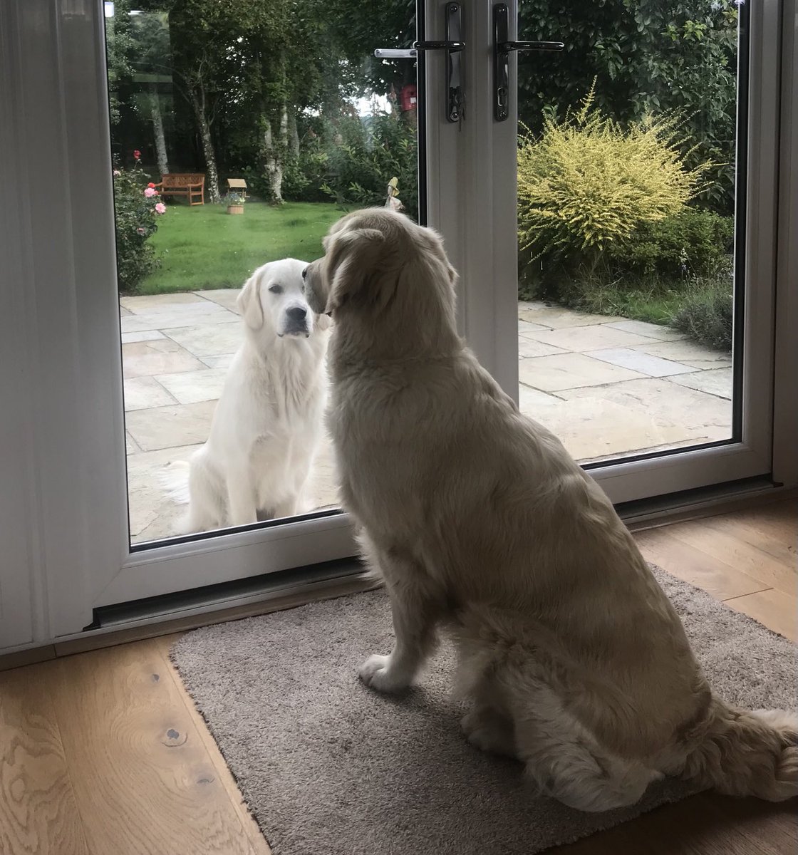 Let Me In &amp; Let Me Out 🐾🐾