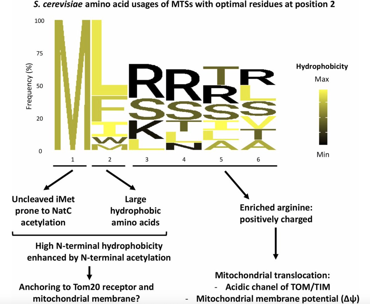 gmathildegarcia's tweet photo. We identify and experimentally validate a conserved signature at position 2 of the MTS that is typical of N-terminal acetyltransferases C potential substrates. https://t.co/eNqI9MeoN3