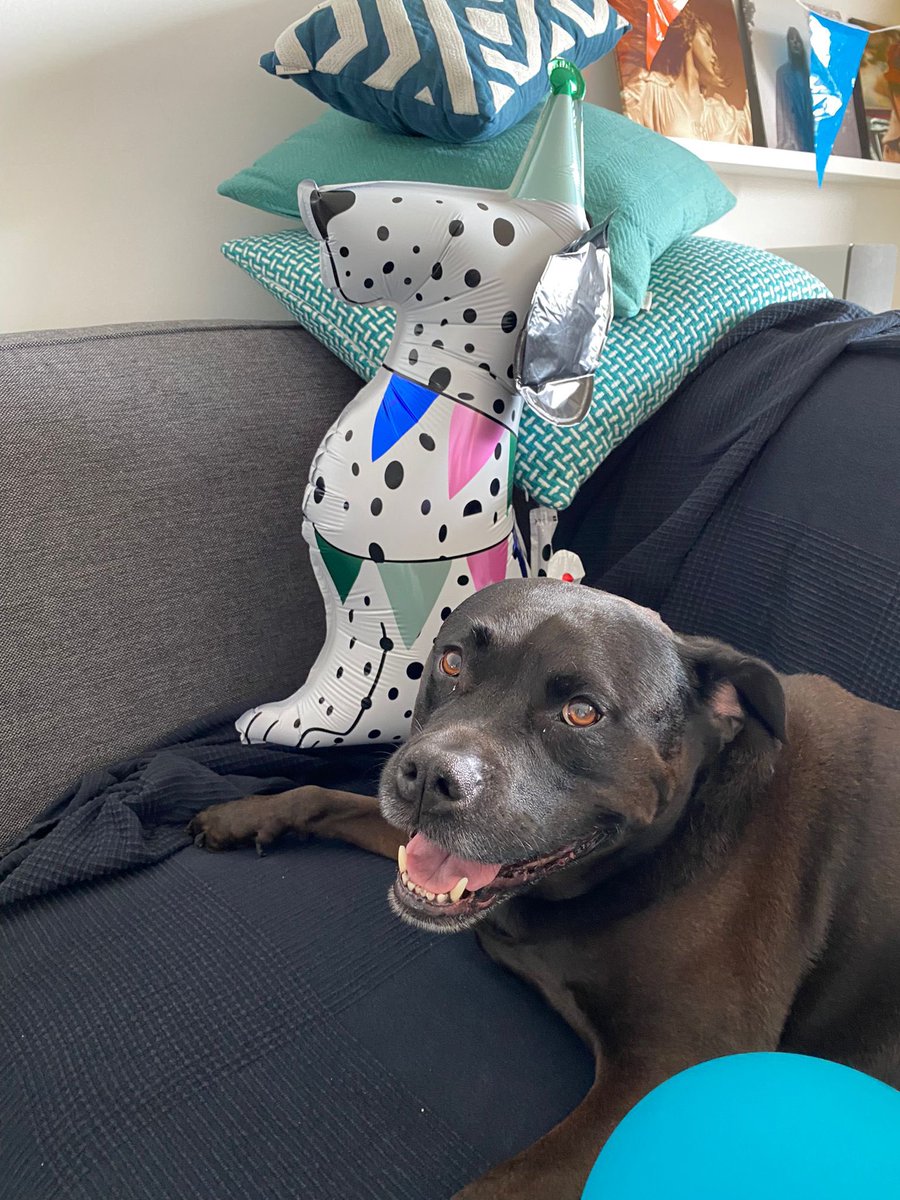 fama37's tweet photo. @dog_rates @Trupanion Out sweet boy Kenzo❤️ https://t.co/K7CQ4aUFLn