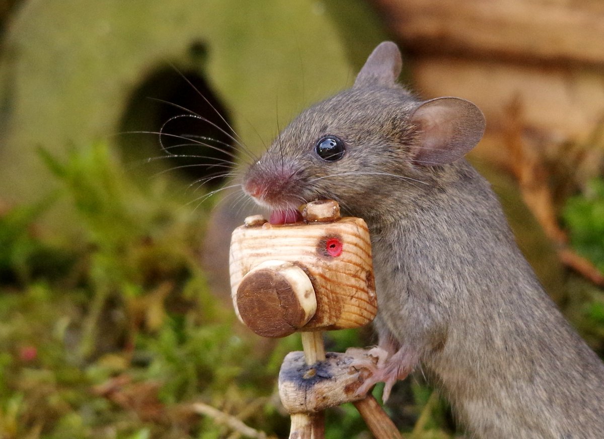 simon_dell_tog's tweet photo. Ok hold still every one mouse wants to take your photo .
Say cheese . https://t.co/0hEruRoCtl