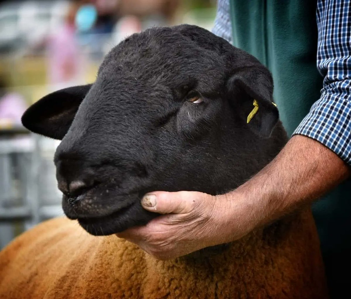 AnneMairChapman's tweet photo. Our Suffolk Shearling Ram, Non MV Suffolk Champion @GlendaleShow yesterday, destined for @BorderUnion Ram Sales Kelso 9th September Ring 14 lot 14 @HHFarmstock πΈ @chefchaps #regal @sheep_suffolk #dmmairkypiefarm #terminalsire #agriculturalshows https://t.co/fiFJlg3YcU