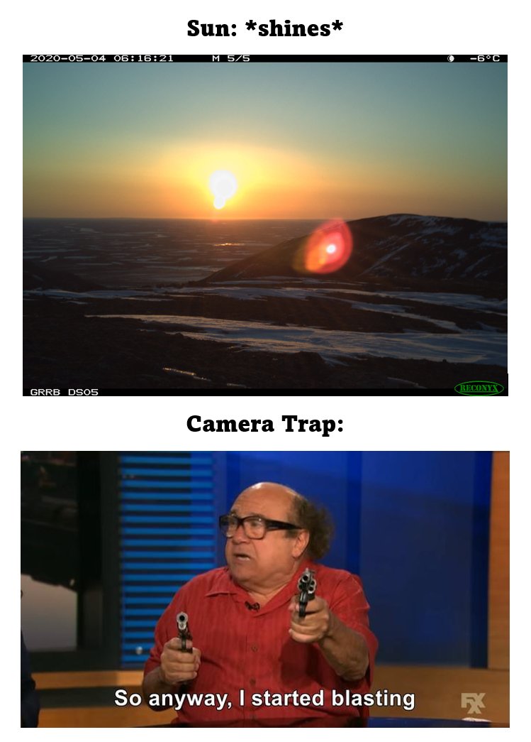 Sometimes you just can't get away from a good ol' south-facing camera. #CameraTrapping #CameraTrap