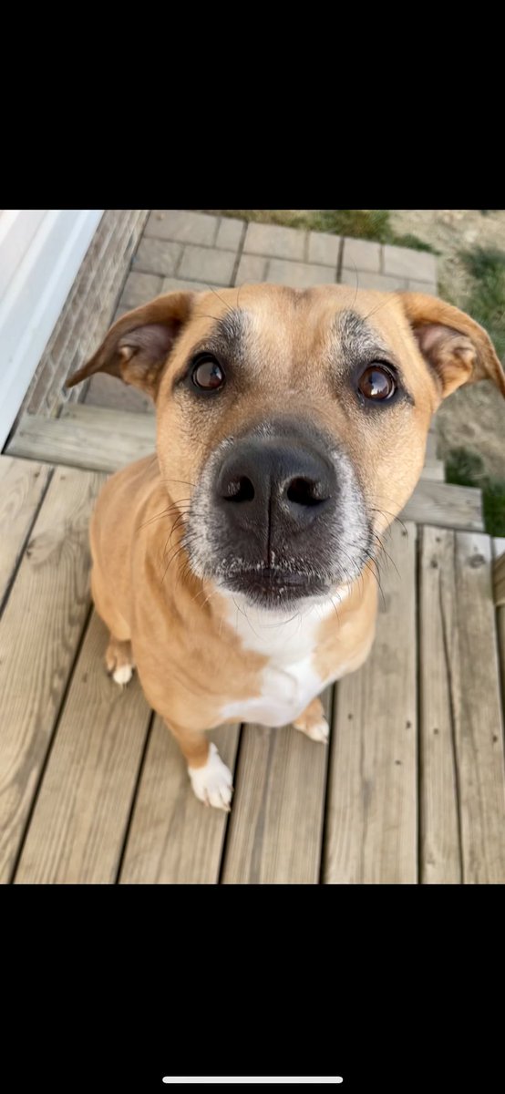 kmw018's tweet photo. @dog_rates @Trupanion Leo 🥰🤍 https://t.co/f6ykp3pjaE