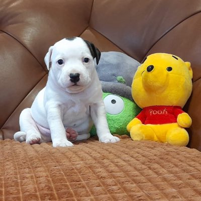 Vader1906's tweet photo. #NoweProfilowe Romkowi minęło 2 lata😘Jakoś nie było czasu o tym tłitnąć😉🤪 #stafik https://t.co/GWY6BO0nvv