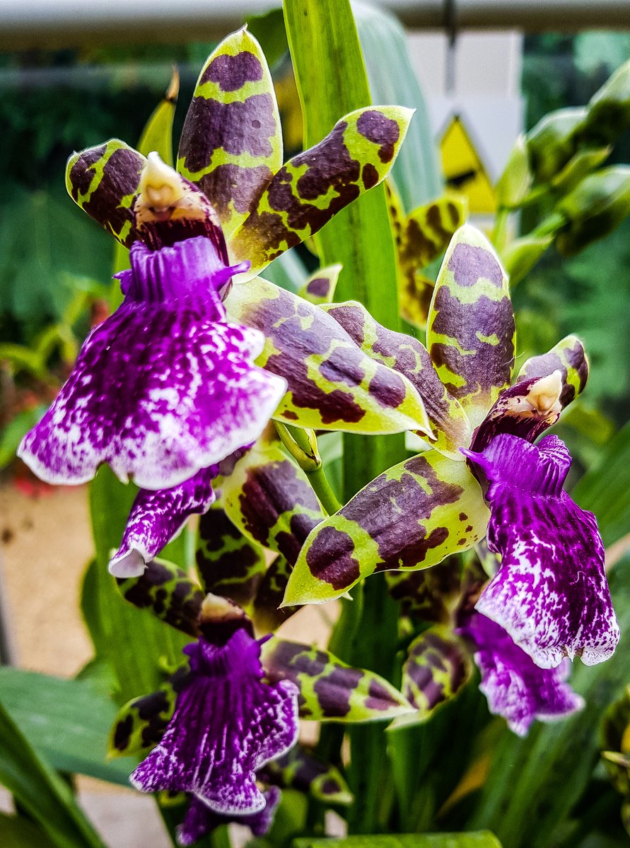 #Zygopetalum Barbel Hohn gx Scentsation 
#Photo taken <a href="/RHSWisley/">RHS Garden Wisley</a> Very #fragrant
#flowers #flowerphotography #orquideas #Photos #photography #orchids #orchid #orchideen #naturephotography #nature #orchidées #photos      #洋蘭