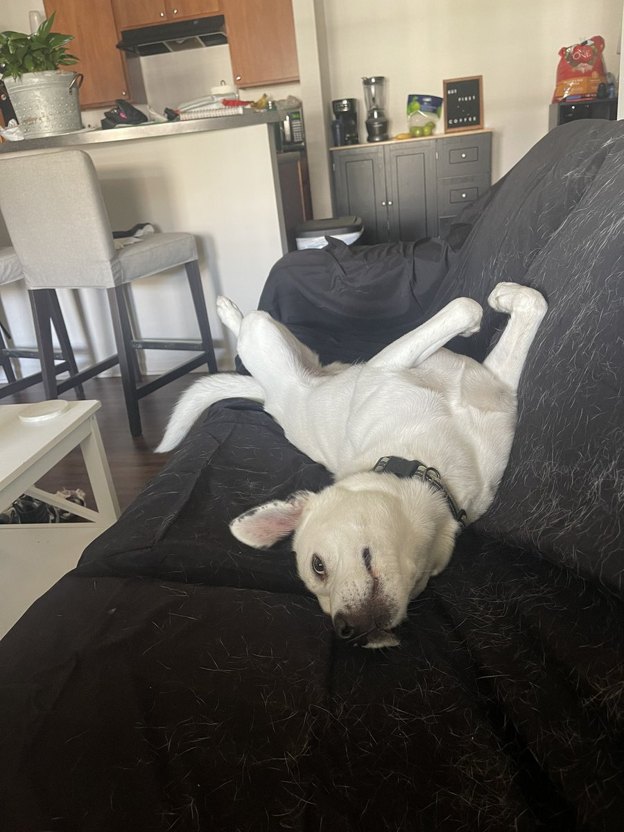 bwalshatc's tweet photo. Hey Twitter and #ATTwitter. Who wants to help me find a forever home for my foster pup, Ears? She’s a 1-2yo lab mix, ~40 lbs. and the sweetest girl. Loves walks, hiking and snuggling. DM me with any questions/click the link in the next tweet to fill out an adoption application!! https://t.co/az0FwvMTvs