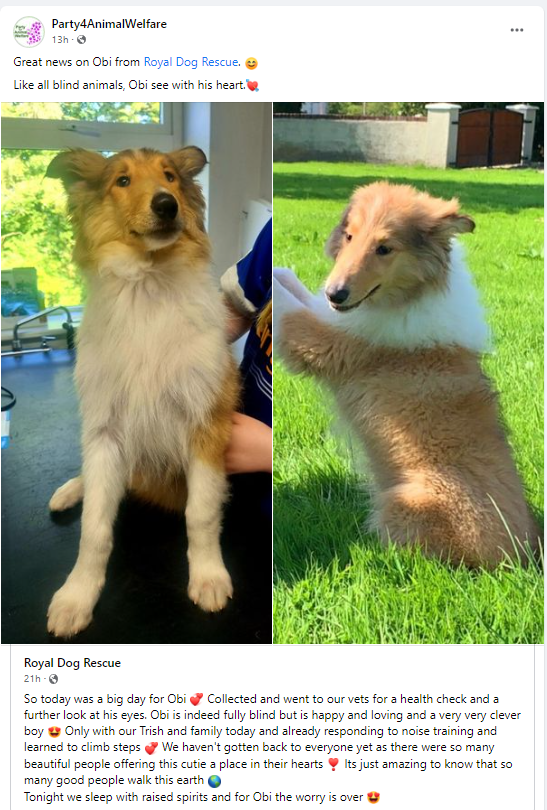AnimalPartyIE's tweet photo. Great news on Obi from #RoyalDogRescue . ๐
Like all #blindanimals , #Obi see with his heart.๐So today was a big day for Obi ๐ Collected and went to our vets for a health check and a further look at his eyes. https://t.co/MfxKRqx8LB