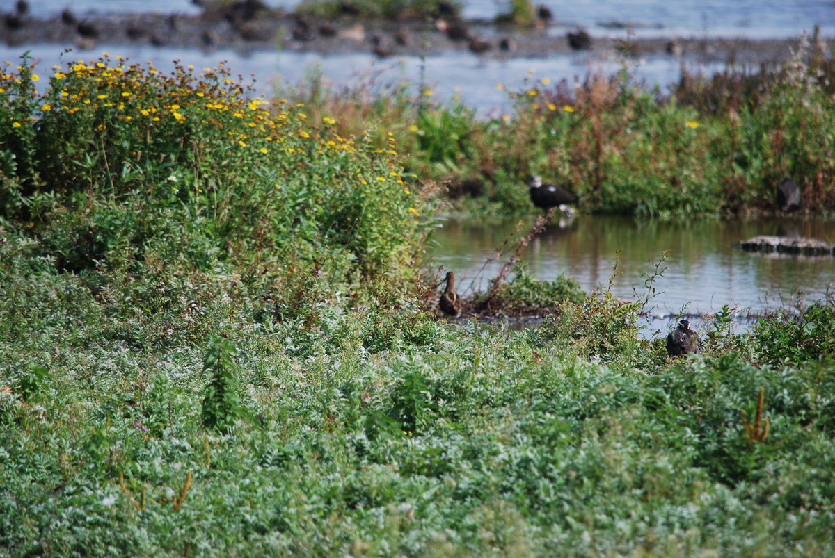 Maria53526114's tweet photo. Amazing birds today @WWTSlimbridge  and thanks to really lovely birders for sharing knowledge - lovely few hours getting to know birds better https://t.co/KPDZSnRmsu