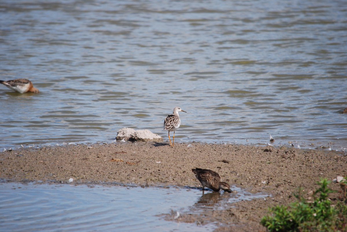 Maria53526114's tweet photo. Amazing birds today @WWTSlimbridge  and thanks to really lovely birders for sharing knowledge - lovely few hours getting to know birds better https://t.co/KPDZSnRmsu
