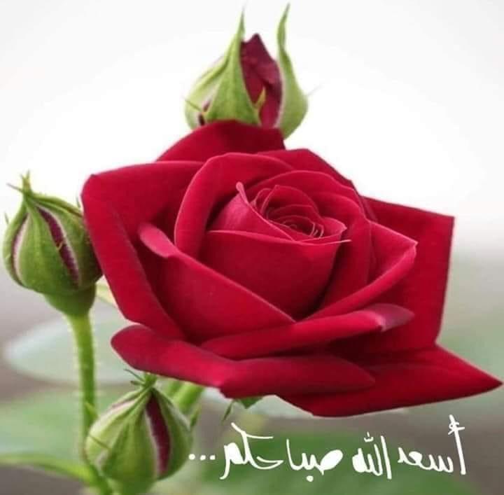 sobhey_amer's tweet photo. مازلت أؤمن أن عوض الله سيأتي بعد الشعور بالحزن، والتعب وبعد الصبر وبعد الدعاء والابتلاء، مازلت أؤمن برحمة الله، وأتيقن أن عوضه سيشعرنا بالسعادة فقط، سيمحي الله كل شعور سيء كان ثقيل على قلوبنا، مازلت أؤمن بذلك وأؤمن أن عوض الله دائمًا مبهر وجميل، فاللهم العوض الجميل والجبر العظيم. https://t.co/wYegysyYlC