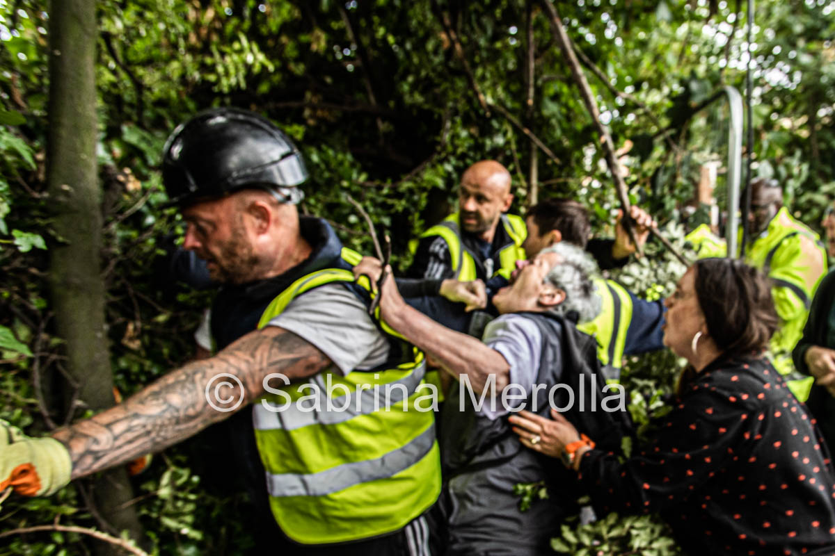 Haringey Tree Protectors tweet media