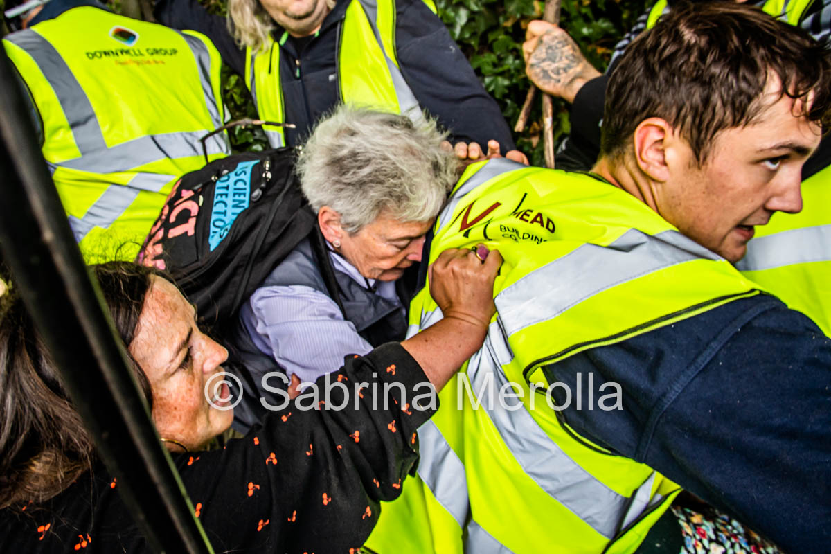 Haringey Tree Protectors tweet media