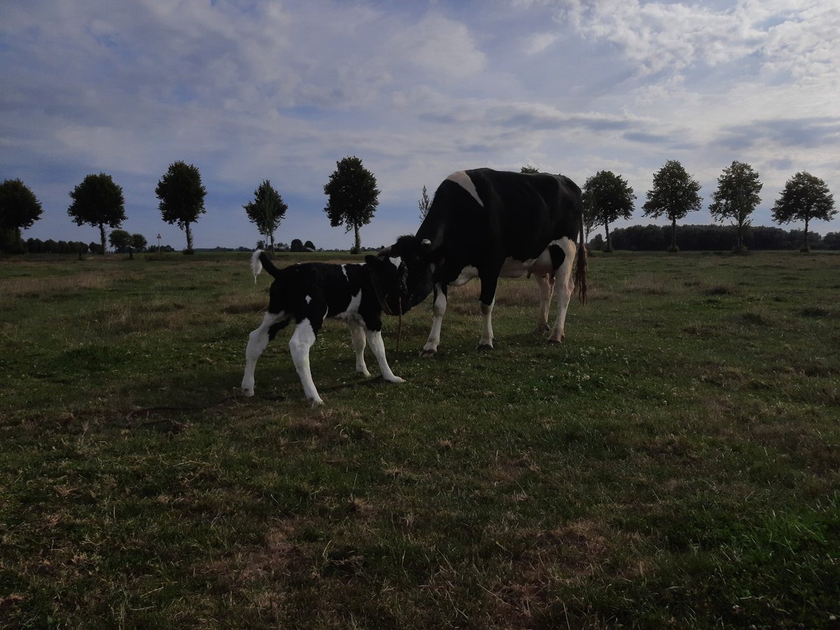 Ja we hebben weer een kalfje. Na bewust twee maanden geen kalfjes heeft deze vaars de spits afgebeten met een mooi stiertje.