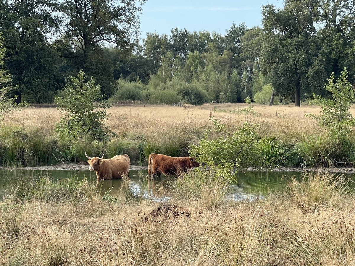 TriPhotographic's tweet photo. Het blijft lekker!
Haaksbergerveen 🥰
#iphone12promax #langelo #tinyhouse #haaksbergen #hetlankheet #mooitwente #Twente #enschede #photographer #Triathlon #nature #art
📸 @imtrinews
📸 @TriPhotographic https://t.co/sdBWb1lvK4