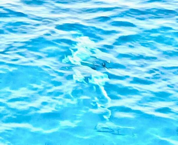 Photo4Stock's tweet photo. The ethereal shape of a dolphin under the water. It was rare to see a dolphin, but we saw a pod in the Red Sea and it was a wonderful experience, seeing many of them on the surface and under. #art #Dolphin #RedSea 
Buy a print of this ethereal dolphin im… https://t.co/nSkcWdhcg8 https://t.co/I0bFKfT7FR