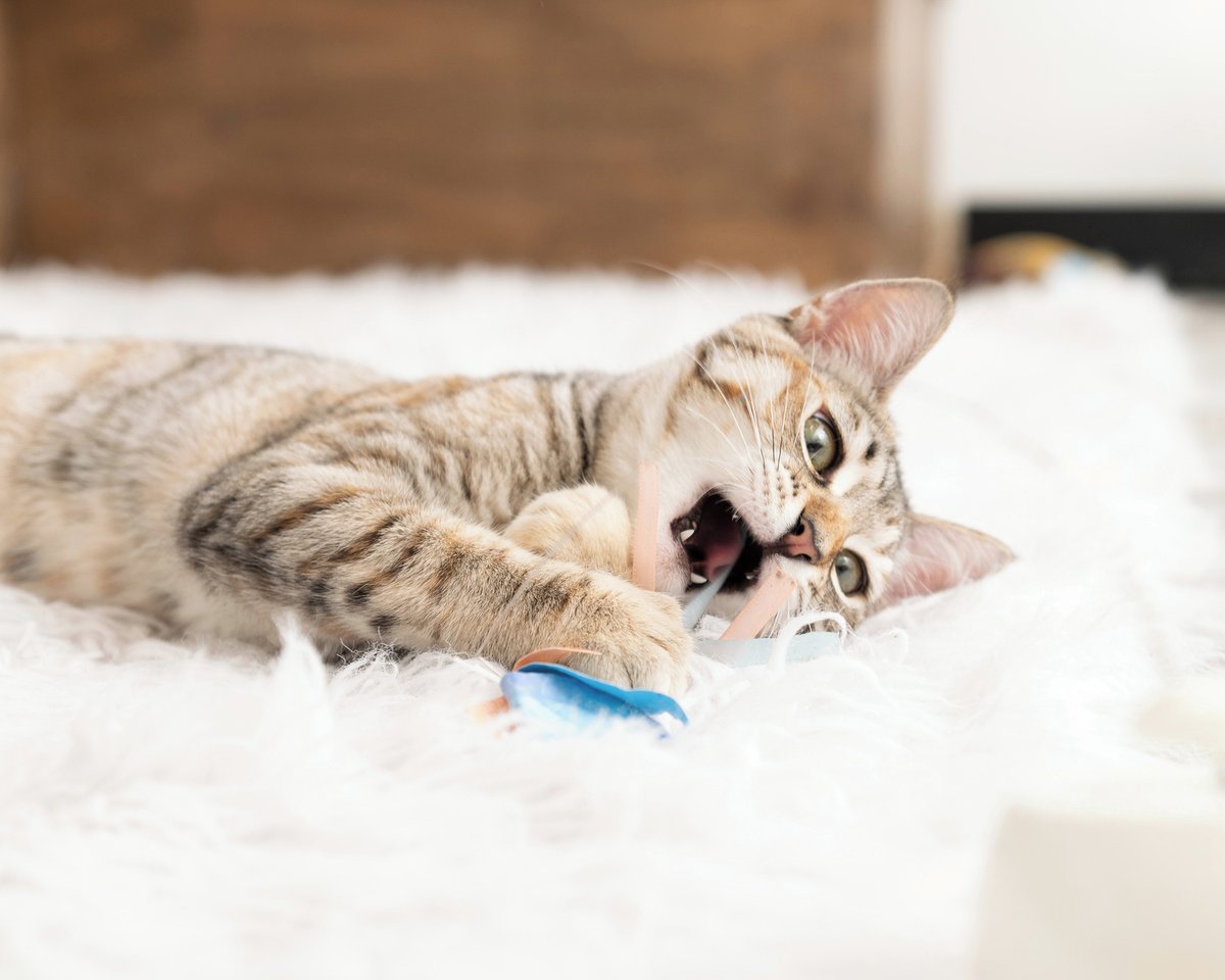 CatCafe Lounge tweet media