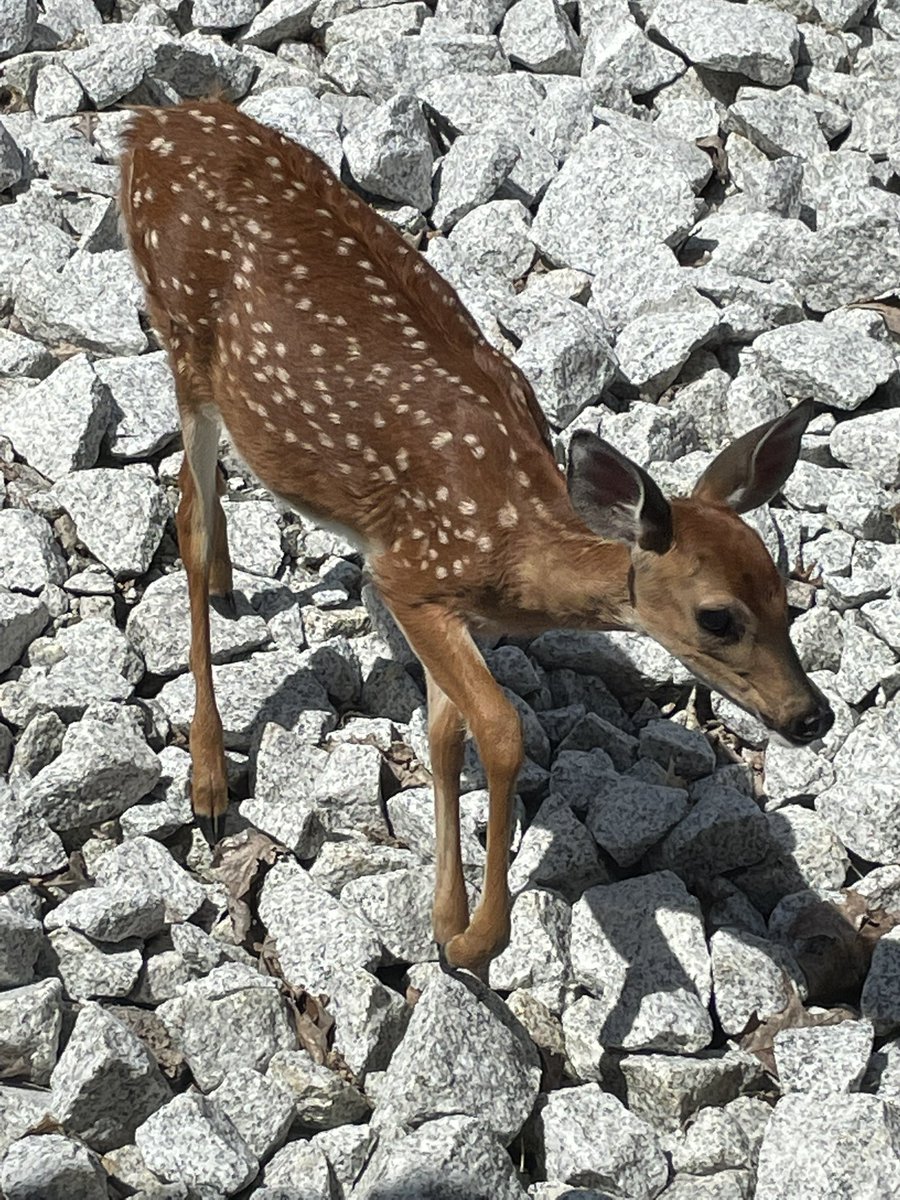 bmartin415's tweet image. We had a sweet visitor at BHT today ❤️🦌 #theBHT #MACSawesome #MAfirstday