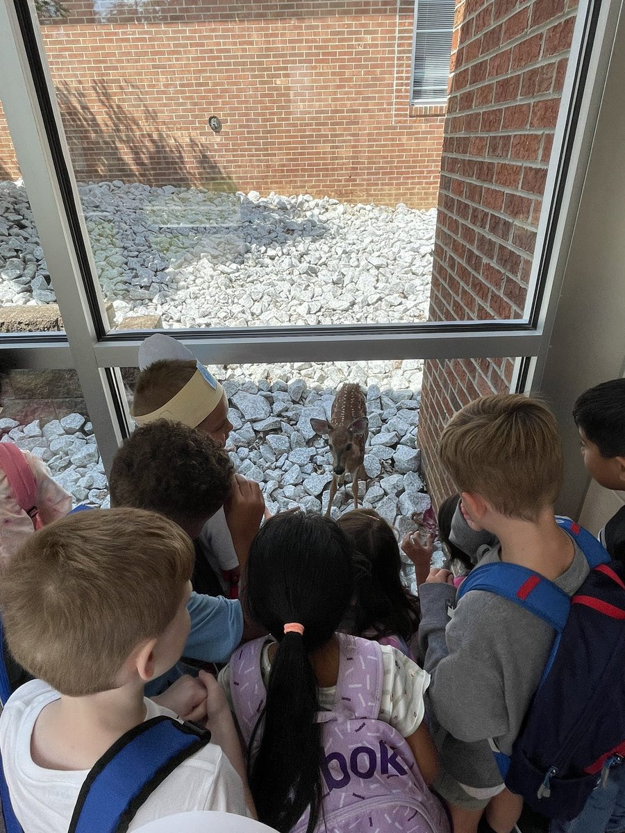 bmartin415's tweet image. We had a sweet visitor at BHT today ❤️🦌 #theBHT #MACSawesome #MAfirstday