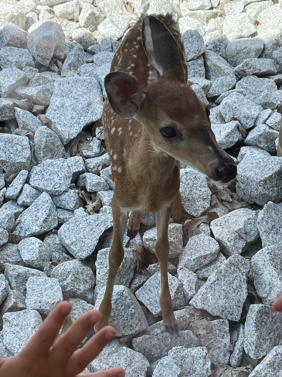 bmartin415's tweet image. We had a sweet visitor at BHT today ❤️🦌 #theBHT #MACSawesome #MAfirstday