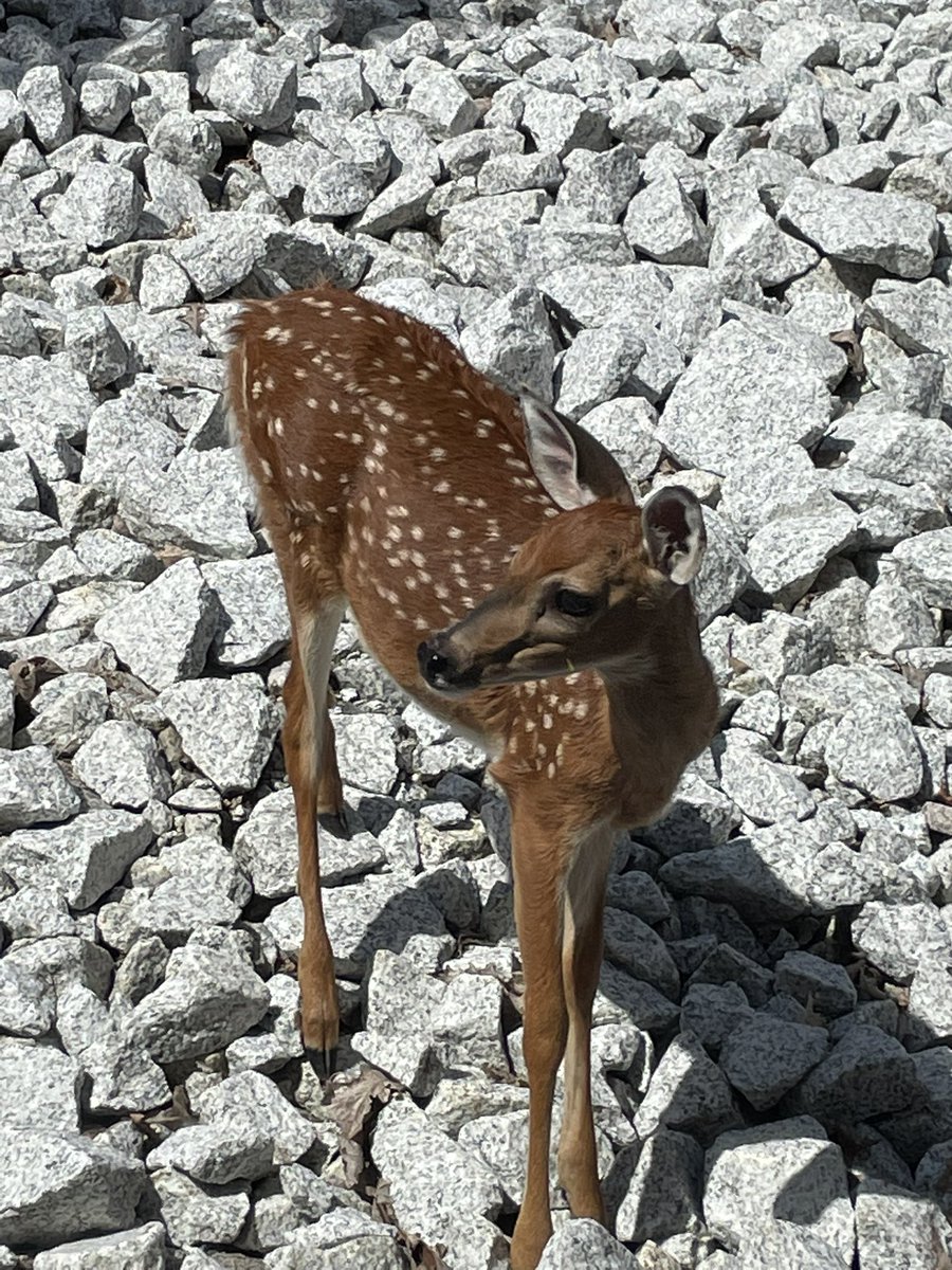 bmartin415's tweet image. We had a sweet visitor at BHT today ❤️🦌 #theBHT #MACSawesome #MAfirstday