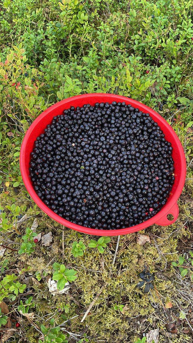 Juuso_R's tweet photo. Luultavasti viimeiset marjat tiuksilta talteen. Viimeisistä kesäpäivistä -22 jäi kaunis muisto, muistetaan arvostaa myös läheltä tulevaa ruokaa. #kotimaisuus #suomiruoka https://t.co/frhyzrbhVN