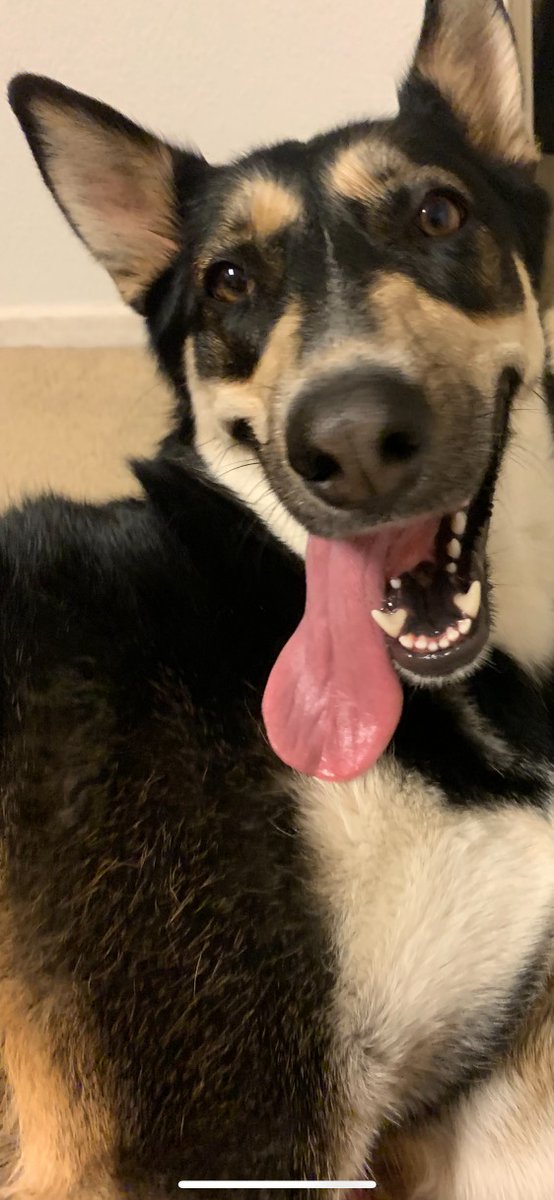 KendallBalchan's tweet photo. I'm officially a @Chewy customer for life thanks to this HAND-PAINTED portrait of my dog Zelda that they totally surprised me with! You captured her crazy essence perfectly! https://t.co/cPznKqpTFT