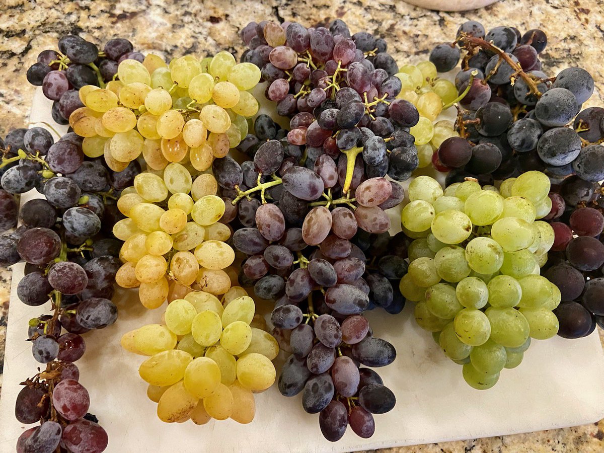 postwinery's tweet photo. #ArkansasGrapes 🍇Post Vineyards-Photo left to right: 
Faith (red), Hope (white), Gratitude(red) &amp; Charity (white)are UofA Breed seedless breed by Dr.John Clark and team…
and the round purple one (Munson America) was breed by 
T V Munson in the 1890's. https://t.co/RjfYHHYmVO