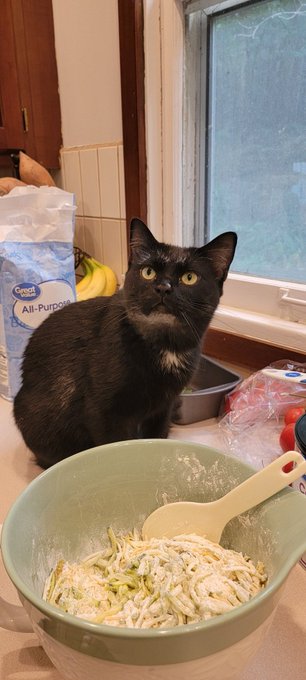 The cats have one rule... not to get on the kitchen counters. This is why lol. I left the room for one<a href="/tag/onlyfans"class="tags"><span>#onlyfans</span></a>