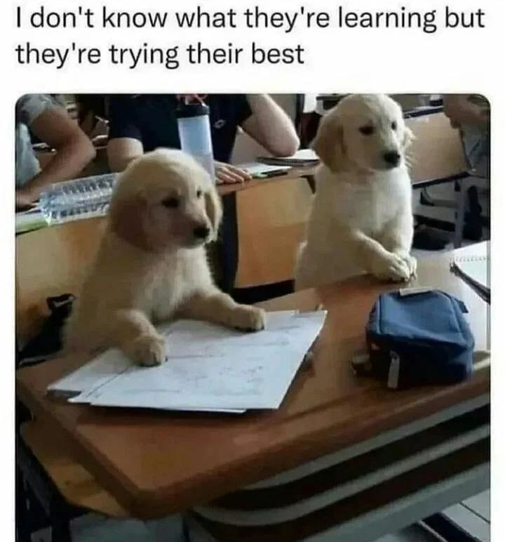 WholesomeMeme's tweet photo. https://t.co/53T7RfRfMr