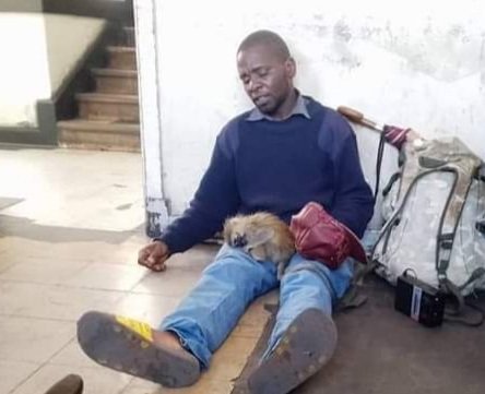 Zimbabwean Monkey Man to pay ZWL$15 000 or go to jail for 2 months. 
A 32 year old Chipinge🇿🇼 man who was found in possession of a Vervet monkey in Harare City Centre was convicted for taming the animal. Wild animals are not Pets. Follow link faflozim.org.zw/2022/08/30/zim… for article