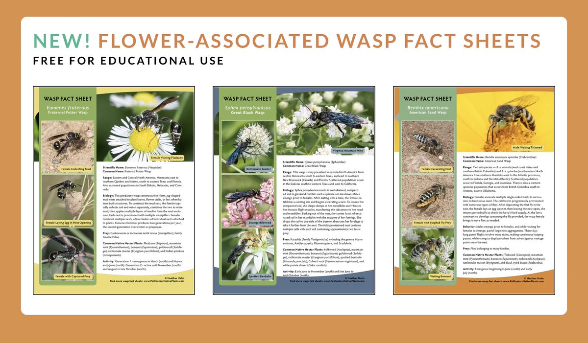 I have been working on some new flower-associated wasp fact sheets for common species occurring in central and eastern North America! Several are now available to download from my author website here: 
pollinatorsnativeplants.com/plant-lists--p…
More to come when time permits 🙂
#wasps #WaspLove