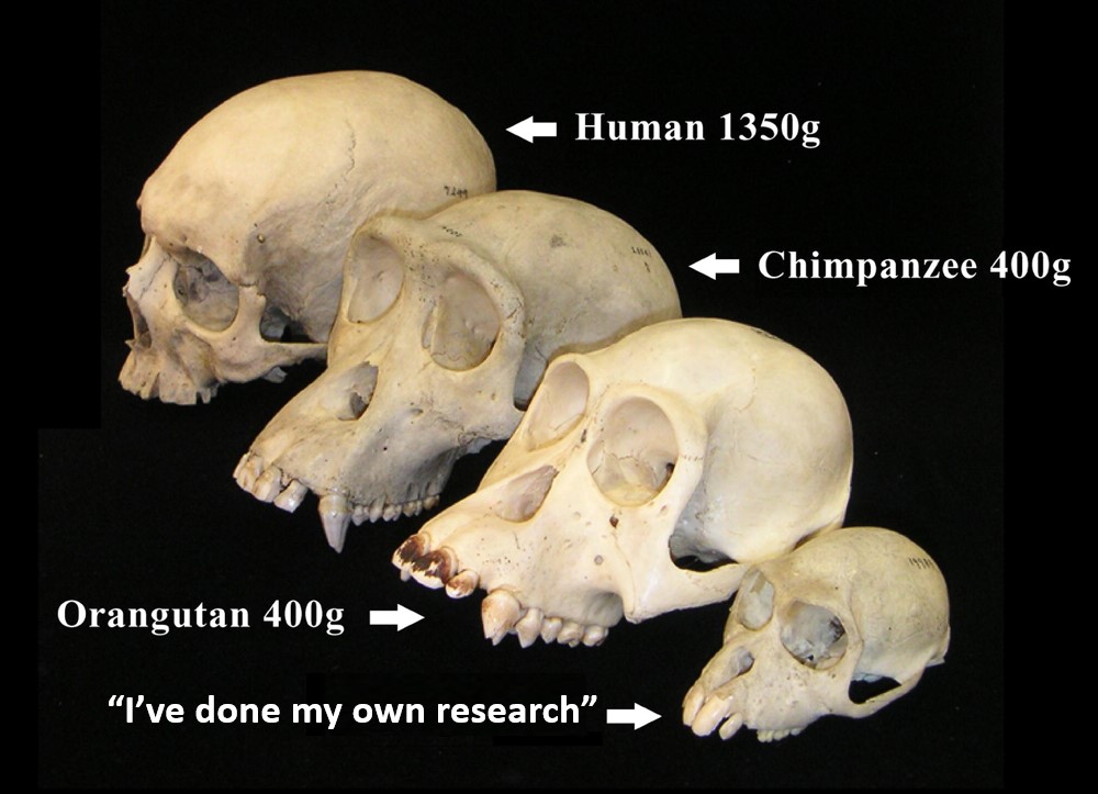 hhsax's tweet image. Hij heeft dat al zo vaak gedaan en zie hieronder het resultaat. #InstantEvolution