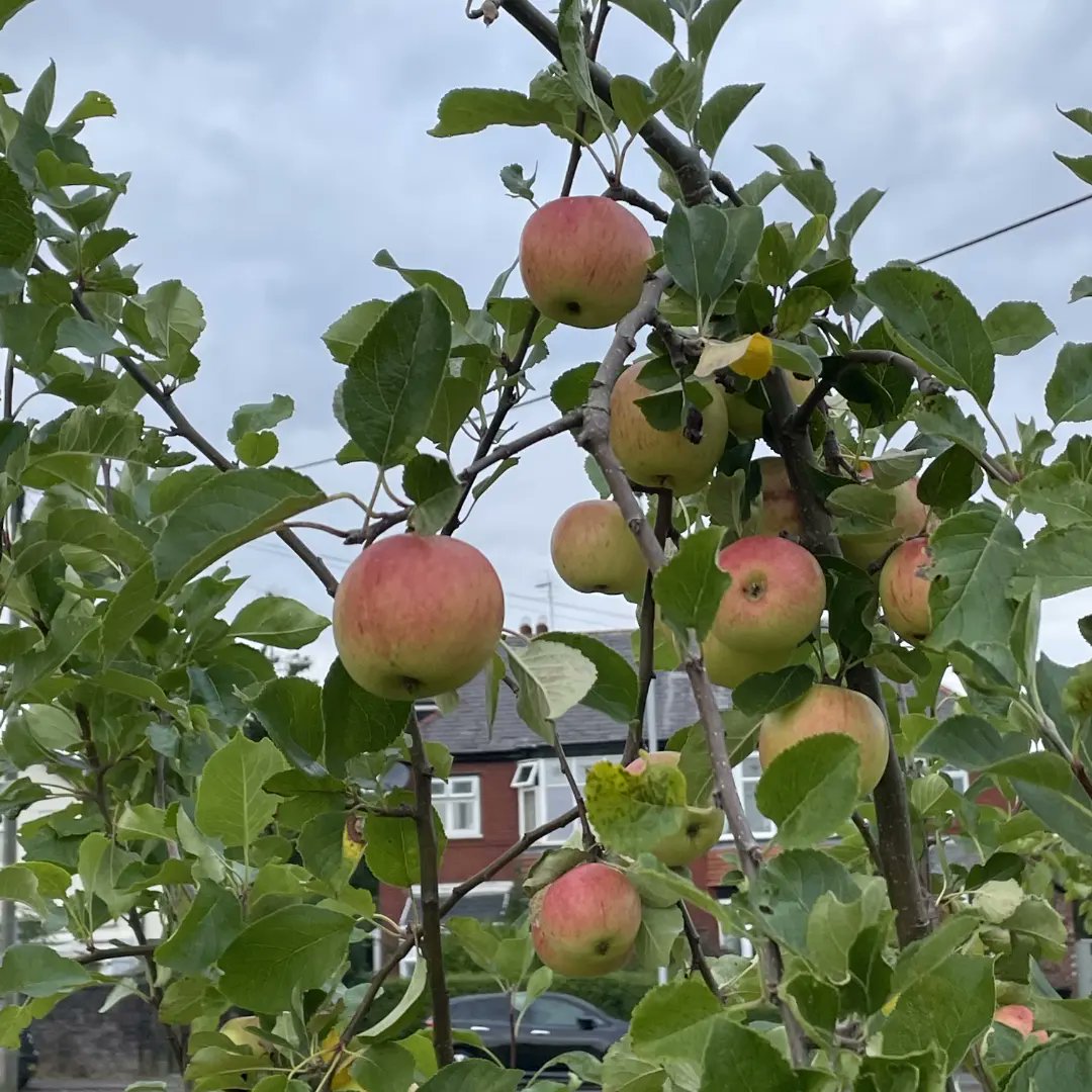 MESSMarple's tweet image. The apples in the community orchard are looking good! #incredibleedible #Marple