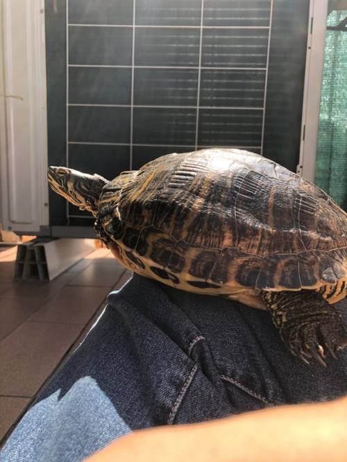 RubyRedSlider tweet picture
