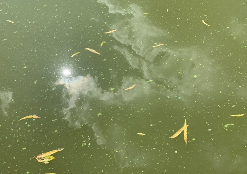 ZepernickBN's tweet photo. Tried out our @Knoxville_TESST water quality kit at a local pond & discovered the cyanos we reported prior were in full bloom, so I contacted the TN HAB workgroup Waterborne.Health@tn.gov! If you suspect a TN algal bloom send them an email! #CitizenScience #HABmonitoring https://t.co/mrAdUZc6E2
