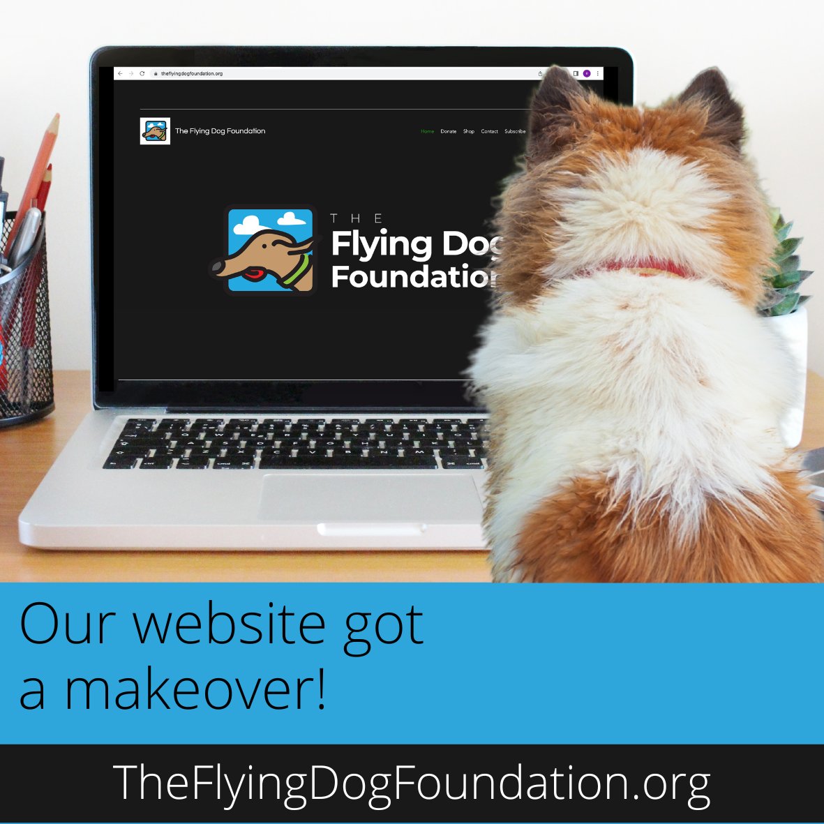 Our website's been refreshed – give it a quick look here: 

theflyingdogfoundation.org

#dogs #dog #dogrescue #dogcharity #meattradesurvivors #greyhounds #sighthounds #meattradesurvivors #galgos #podencos #mastines