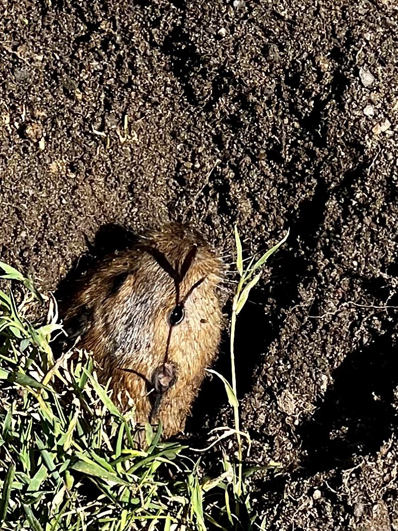 joelriddell's tweet photo. Quick walk at lunch … saw some beautiful #flowers & said hello to this little one! #GoldenGatePark #RecParkSF #onlyinsf https://t.co/wAUtWbEyg8