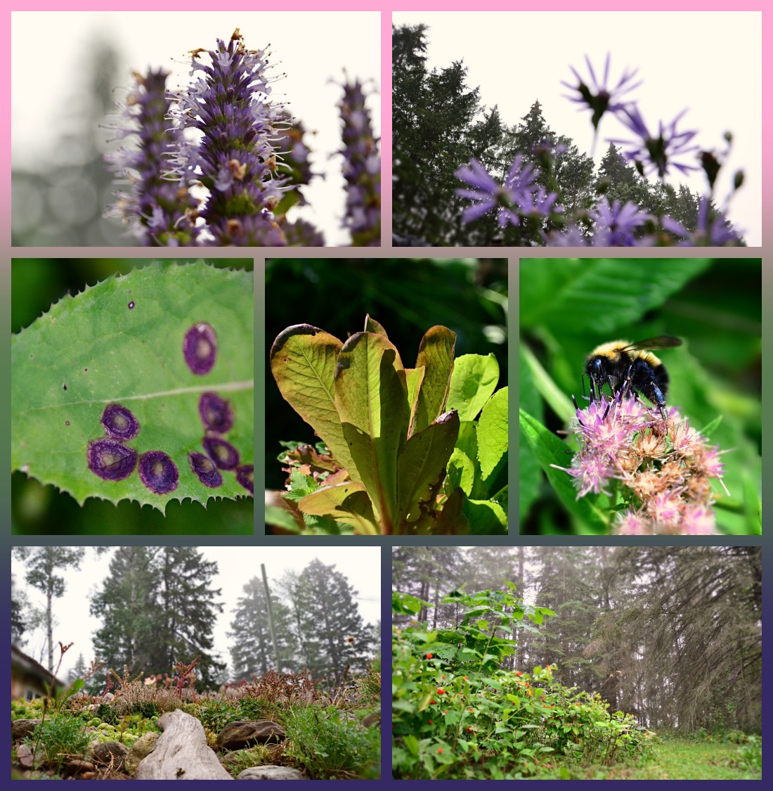 urbanehillbilly's tweet photo. Picked up a new word today #Serotinal meaning late, in the context of seasons referring to #latesummer / #preautumn. This is a distinct time here, I've been wanting a word for it! Beginning around #Maras Day early August, extending to true #Autumn So, a serotinal #SevenOnSunday! https://t.co/seao3Gho70