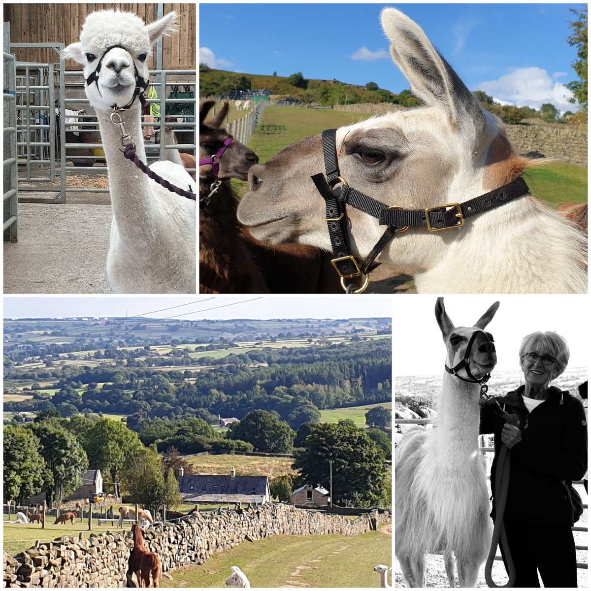 A fab afternoon out #llamatrekking  <a href="/nidderdalellama/">Nidderdale Llamas</a> 🦙#lovedit what beautiful animals...
