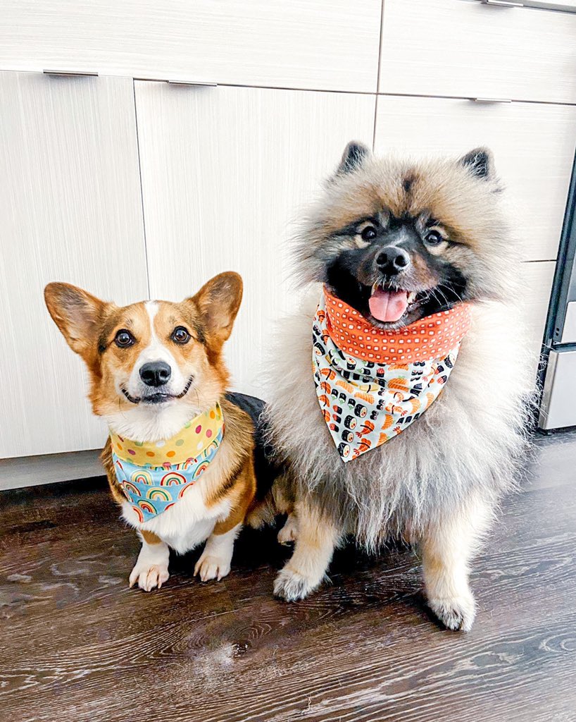 ᴘᴀᴠʟᴏᴠ ᴛʜᴇ ᴄᴏʀɢɪ tweet media