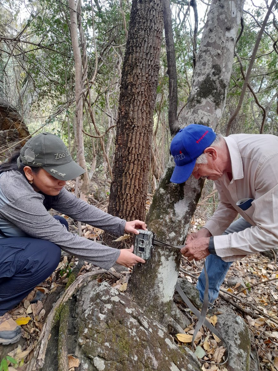 CAMHUILA's tweet photo. Capacitamos a la Asociación de Mujeres del Bosque Seco Tropical- ASOBOSPA de #Aipe en el manejo de binoculares, cámara fotográfica y cámara trampa para el monitoreo de la fauna silvestre.
Este grupo resultó ganador de la convocatoria dirigida a los Proyectos #PROCEDAS 2021. https://t.co/PKwqgyt0u9