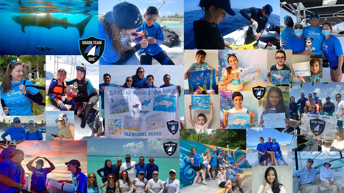 It's #InternationalWhaleSharkDay &amp; we're looking back on 7 years of Shark Team One's Endangered Whale Shark Conservation Program! Join us in viewing some of the amazing faces behind our work! So many thanks to all the supporters who help us save species! #conservation