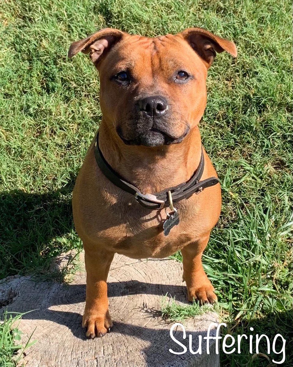 MyStaffords's tweet photo. The EJedPups are almost 11 months!🐾🦴❤️🥰
#StaffordshireBullTerrier #EJedPups #HouseJudael #LineBred #AKCPureBred #IHeartMystaffords https://t.co/Zb3D7h3as8
