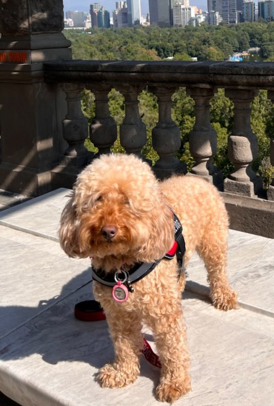 UCMercedPVC's tweet image. This is our Club Mascot Haze telling you that we are back on Twitter and accepting new club members!!!